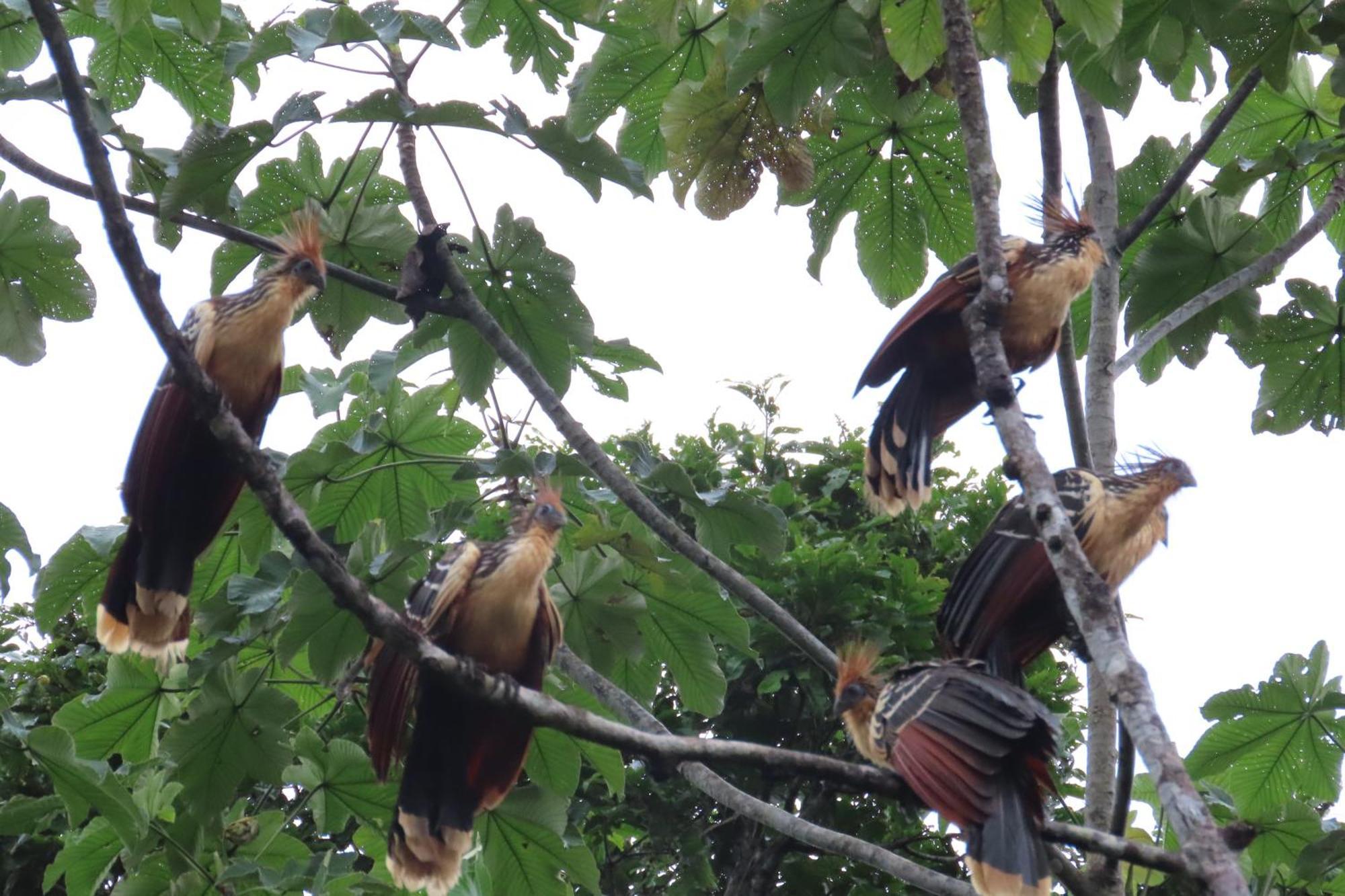 Hospedaje Y Tours Reina Arriera Amazonas Colombia Macedonia Экстерьер фото