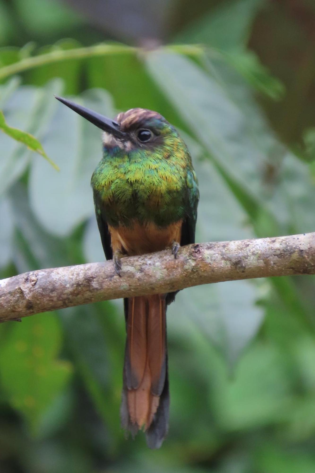 Hospedaje Y Tours Reina Arriera Amazonas Colombia Macedonia Экстерьер фото