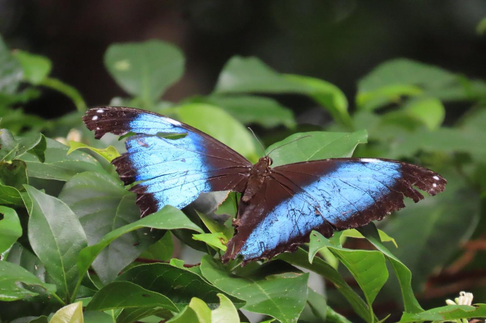 Hospedaje Y Tours Reina Arriera Amazonas Colombia Macedonia Экстерьер фото